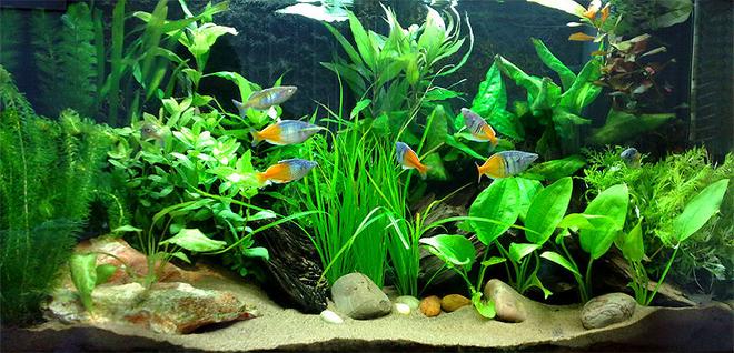 30 gallons planted tank (mostly live plants and fish) - Update of my planted tank.

As you can see, the Rainbows are getting bigger!  :)