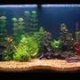 62 gallons planted tank (mostly live plants and fish) - my 285 litre aquarium