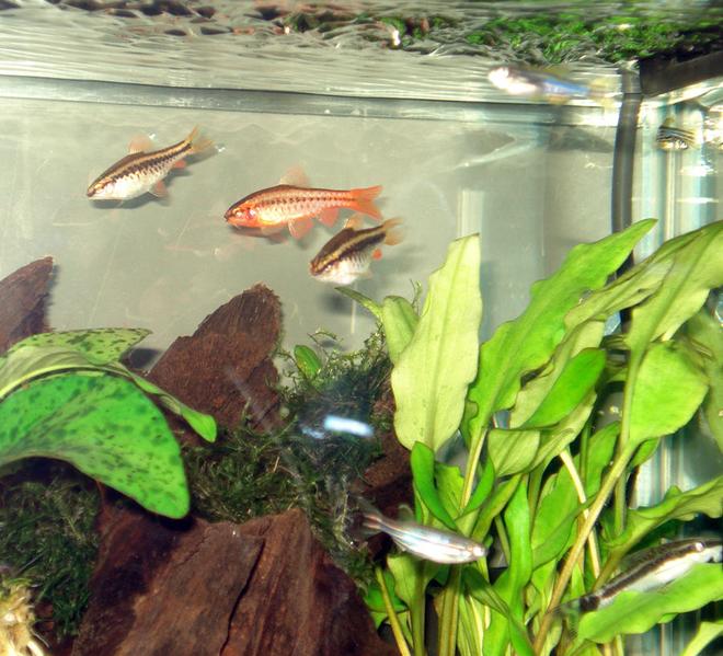 5 gallons freshwater fish tank (mostly fish and non-living decorations) - Eric Foreman and the Cherry Barbs