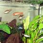 5 gallons freshwater fish tank (mostly fish and non-living decorations) - Eric Foreman and the Cherry Barbs