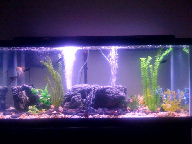 75 gallons freshwater fish tank (mostly fish and non-living decorations) - 75 gallon (300 liter)