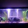 75 gallons freshwater fish tank (mostly fish and non-living decorations) - 75 gallon (300 liter)