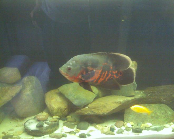 55 gallons freshwater fish tank (mostly fish and non-living decorations) - 55 Gal