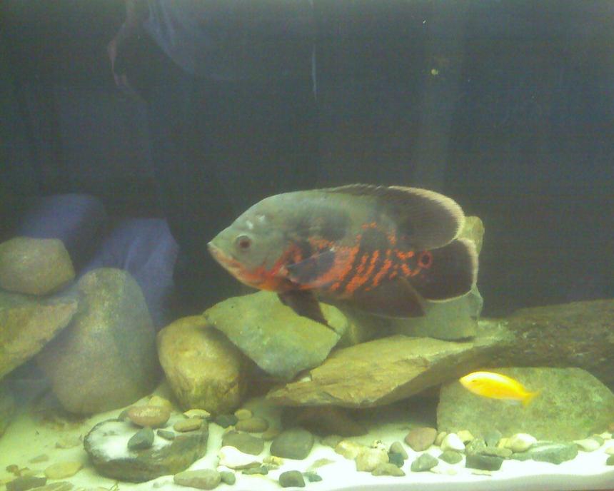 Rated #3968: 55 Gallons Freshwater Fish Tank - 55 Gal