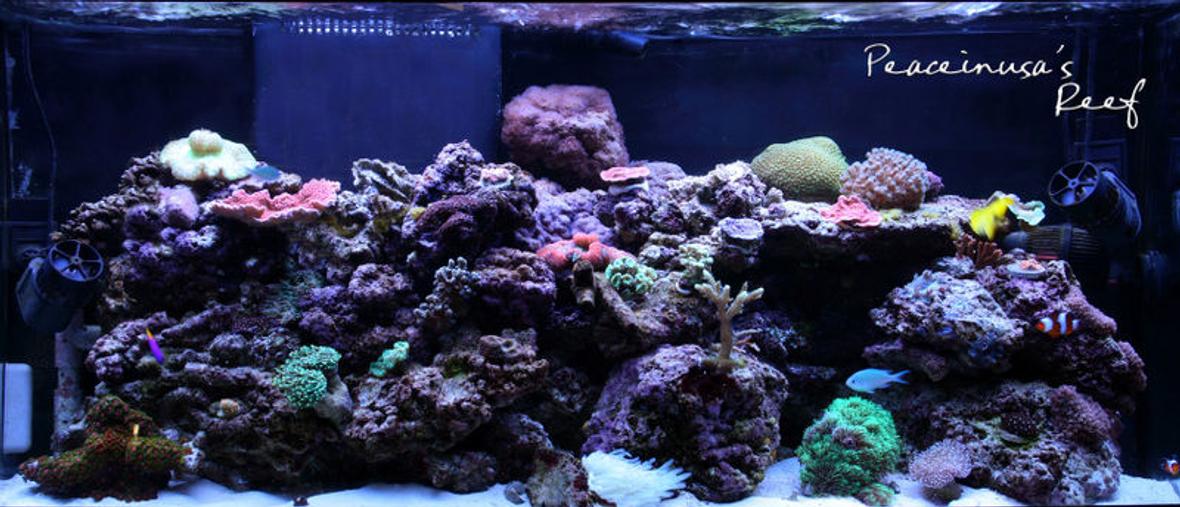 75 gallons reef tank (mostly live coral and fish) - PeaceinUSA's Reef Tank