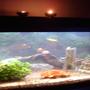 160 gallons planted tank (mostly live plants and fish) - my first tank