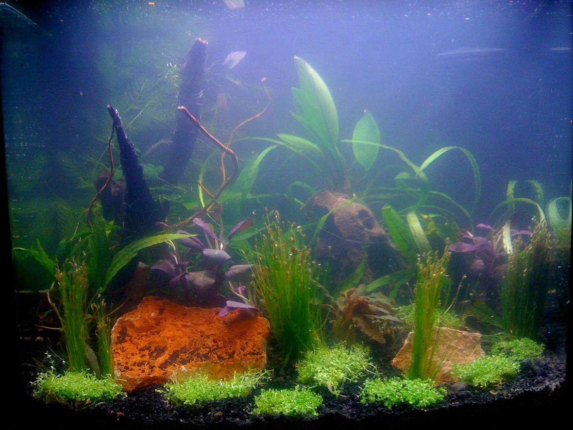 12 gallons planted tank (mostly live plants and fish) - 12 Gallon Nano Delux Picture taken 1 hour after set up