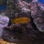 freshwater fish - pseudotropheus estherae - red zebra cichlid stocking in 55 gallons tank - another of my red zebra