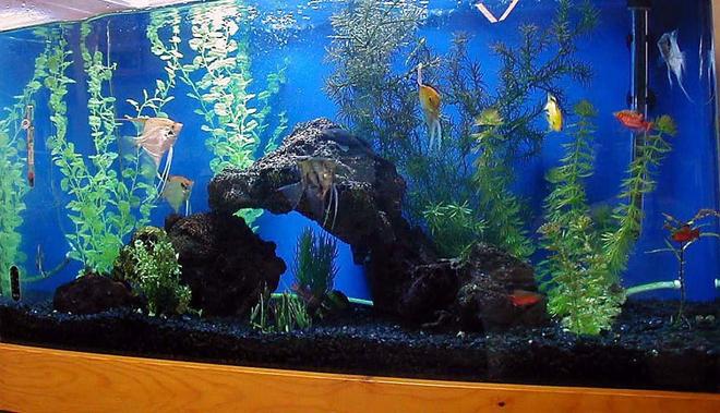 55 gallons freshwater fish tank (mostly fish and non-living decorations) - 55g angel tank with lava rock, driftwood, black gravel and artificial plants.  Angels, electric yellow cichlid, rosey barbs, flying foxes and bushynose pleco.