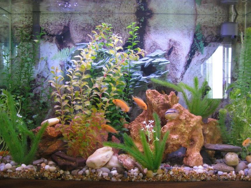 Rated #197: 38 Gallons Planted Tank - This was designed as a safe haven for our cichlids.  Plenty of caves, hiding places and plants for escape!