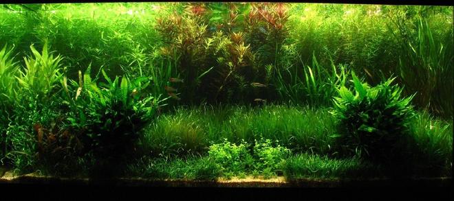 120 gallons planted tank (mostly live plants and fish) - Second 460l