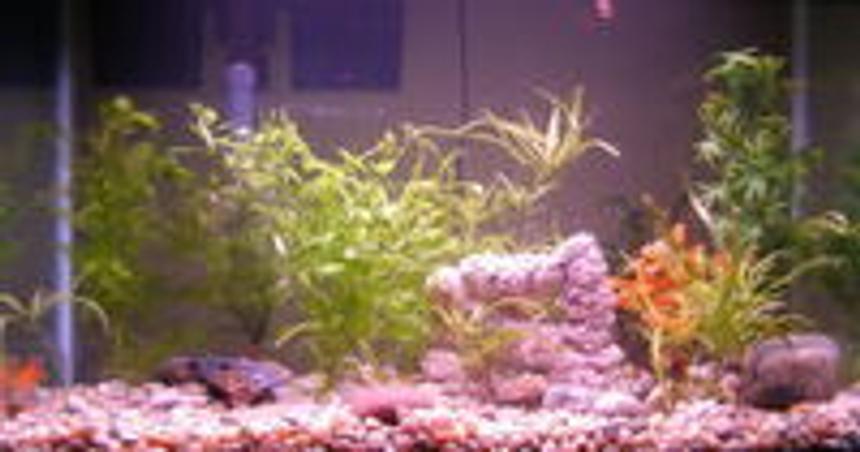Rated #2055: 29 Gallons Planted Tank - Fish tank with 4 live plants and 3 fake plants.  Rocks from northern Michigan.  Arch purchased at fish store.