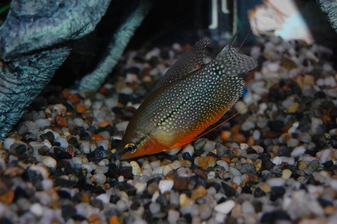 freshwater fish - trichogaster leeri - pearl gourami stocking in 29 gallons tank - Pearl Gourami