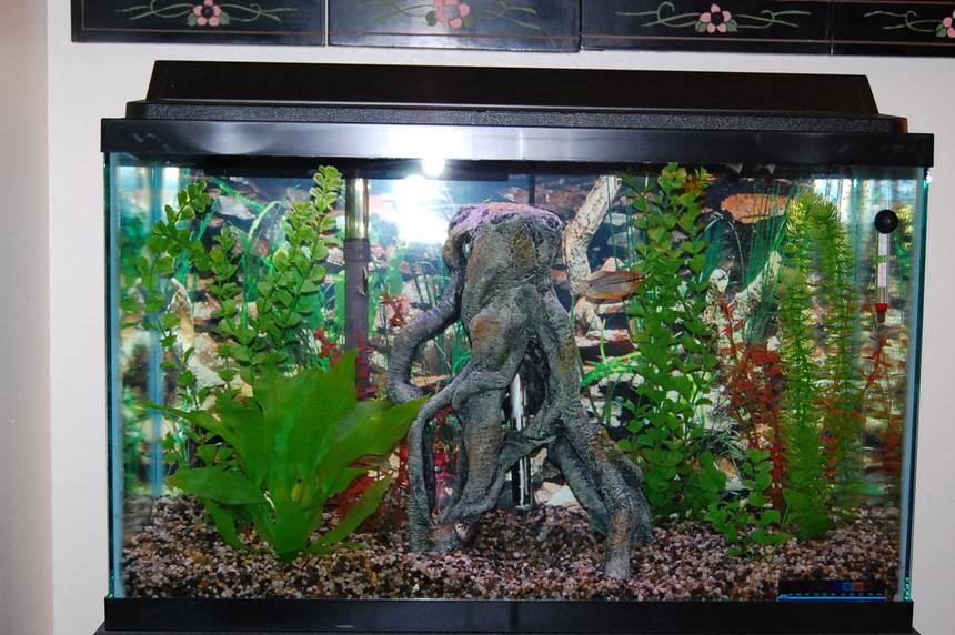 Rated #220: 29 Gallons Planted Tank - Beter view of tank