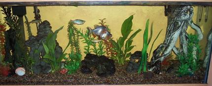 55 gallons planted tank (mostly live plants and fish) - This is my 55 gal. in the family room I have 2 red bellied Pacus (yes I know how big they get), a few giant danios, a pleco and a 1 spotted and 1 striped Raphael who I have had for 13+ years and live in the cave in the middle of the tank.