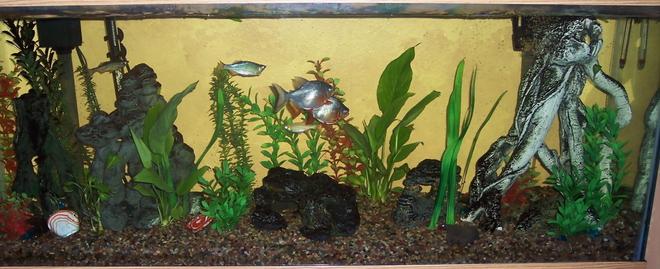 55 gallons planted tank (mostly live plants and fish) - This is my 55 gal. in the family room I have 2 red bellied Pacus (yes I know how big they get), a few giant danios, a pleco and a 1 spotted and 1 striped Raphael who I have had for 13+ years and live in the cave in the middle of the tank.