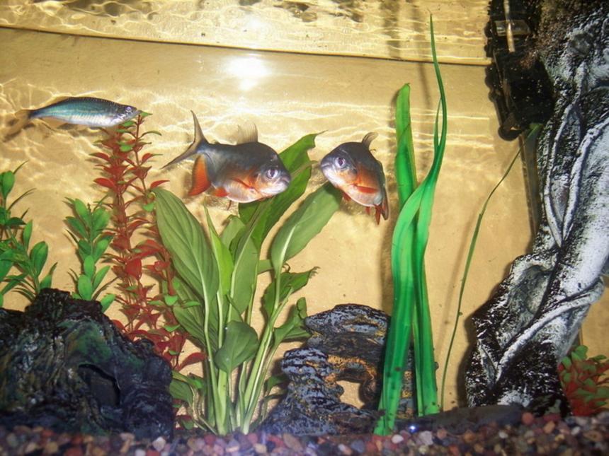 Rated #1582: Freshwater Fish - Piaractus Brachypomum - Red Belly Pacu Stocking In 55 Gallons Tank - Here are my two Red Bellied Pacus.