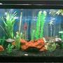 125 gallons freshwater fish tank (mostly fish and non-living decorations) - 125g tank