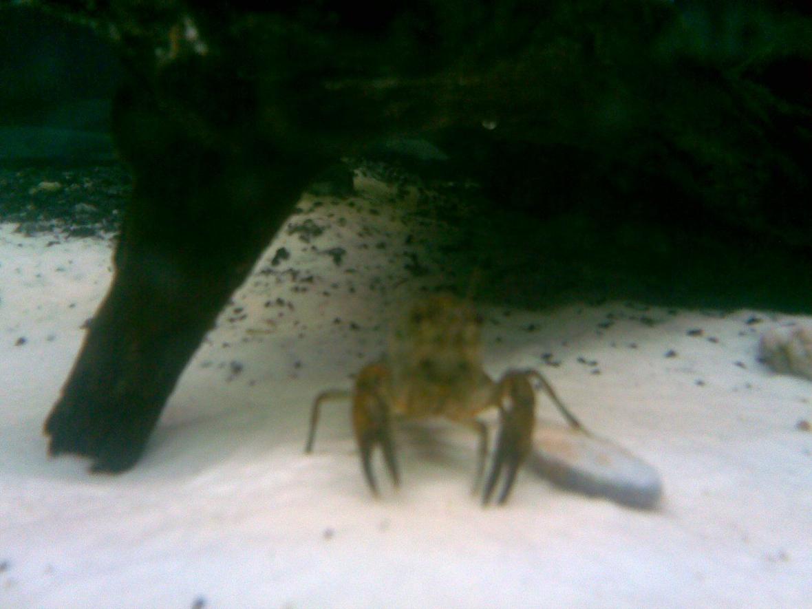 corals inverts stocking in 125 gallons tank - Pinchy