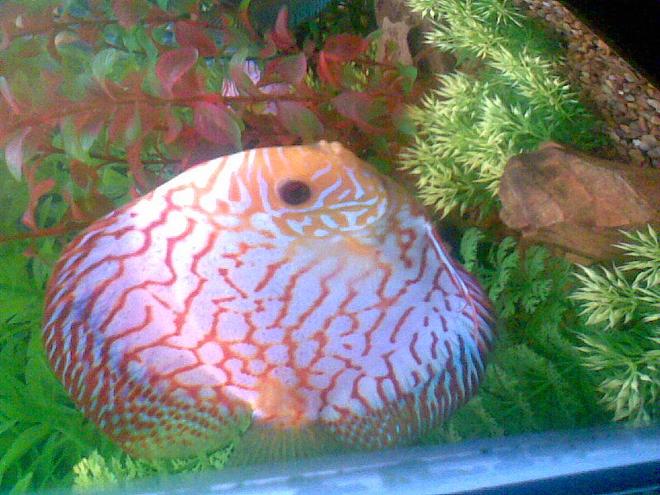 freshwater fish - symphysodon sp. - blue panda discus stocking in 75 gallons tank - THIS IS A PIC OF ONE OF MY BREEDING PAIRS OF BLUE PANDAS. I VE SOLD IT SINCE AND WILL UPLOAD A NEW PIC OF MY TANK SOON