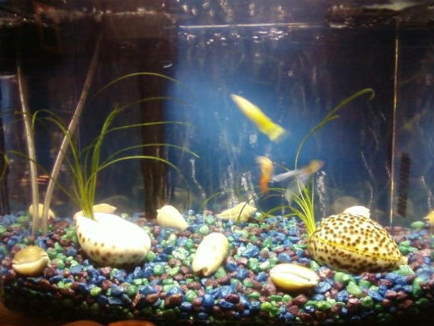 Rated #3719: 3 Gallons Freshwater Fish Tank - My 3-gal tank :)