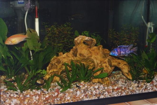 29 gallons freshwater fish tank (mostly fish and non-living decorations) - 29 gal freshwater