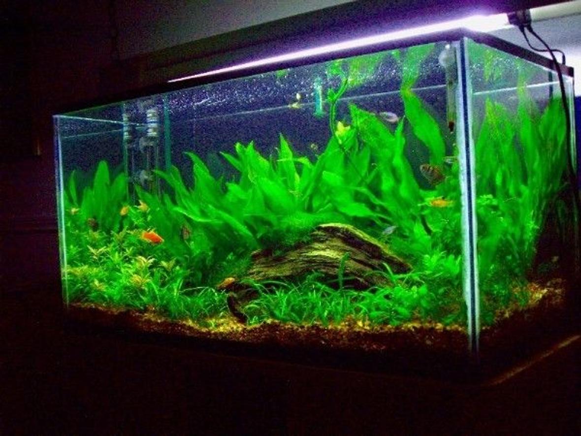 50 gallons planted tank (mostly live plants and fish) - 50 Gallon Planted Tank