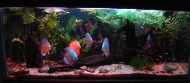 113 gallons planted tank (mostly live plants and fish) - Dark shot of my discus tank