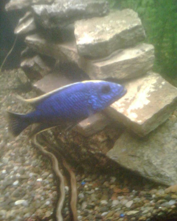 freshwater fish - sciaenochromis fryeri - electric blue hap stocking in 65 gallons tank - Pic of my Ahli Cichlid, from lake malawi i believe.  He is about 5 inches or so, close to a year old.