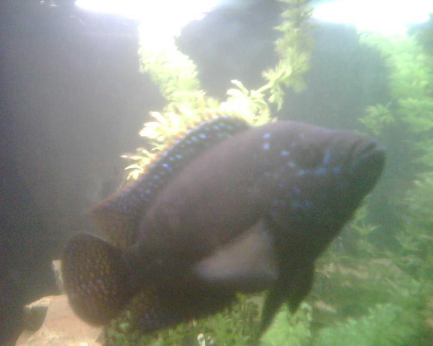 Rated #1177: Freshwater Fish - Nandopsis Octofasciatum - Jack Dempsey Stocking In 65 Gallons Tank - Our Jack Dempsey Cichlid.  Close to a year old as well, about 5 inches, but is thicker than tha ahli.