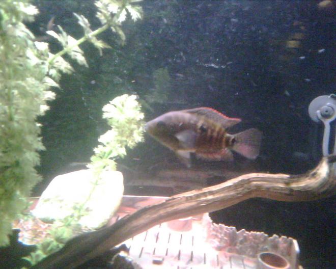 freshwater fish - thorichthys meeki - firemouth cichlid stocking in 65 gallons tank - Young Jack.