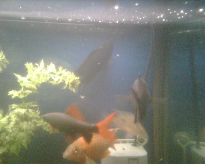 65 gallons freshwater fish tank (mostly fish and non-living decorations) - Feeding Time.