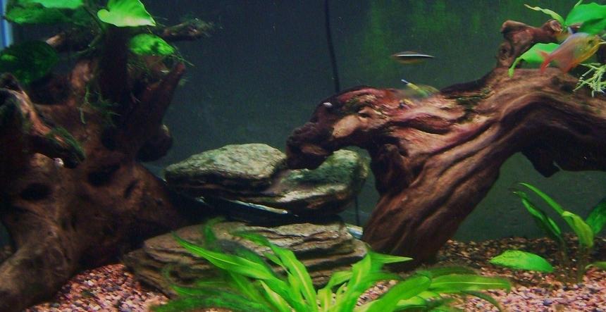 Rated #175: 75 Gallons Planted Tank - close up