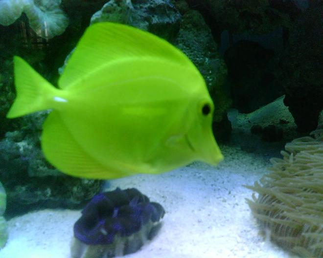 saltwater fish - zebrasoma flavescens - yellow tang - hawaii stocking in 56 gallons tank - Yellow Tang