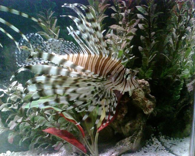 saltwater fish - pterois volitans - volitan lionfish stocking in 56 gallons tank - Lionfish