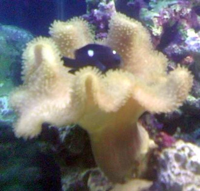 corals inverts - sarcophyton sp. - toadstool mushroom leather coral stocking in 56 gallons tank - Domino Damsell in Leather Coral