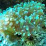 corals inverts - euphyllia paradivisa - frogspawn coral stocking in 56 gallons tank - FrogSpawn
