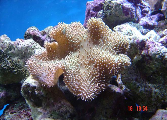 corals inverts - sarcophyton sp. - toadstool mushroom leather coral stocking in 185 gallons tank - My smaller toadstole