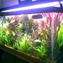 75 gallons planted tank (mostly live plants and fish) - another side view...