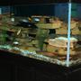 210 gallons freshwater fish tank (mostly fish and non-living decorations) - 210 gallon cichlid tank