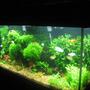 fish tank picture - Latest picture of my fishtank as of Aug 19,2008.