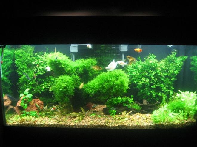 90 gallons planted tank (mostly live plants and fish) - My fish tank as of Aug 19, 2008