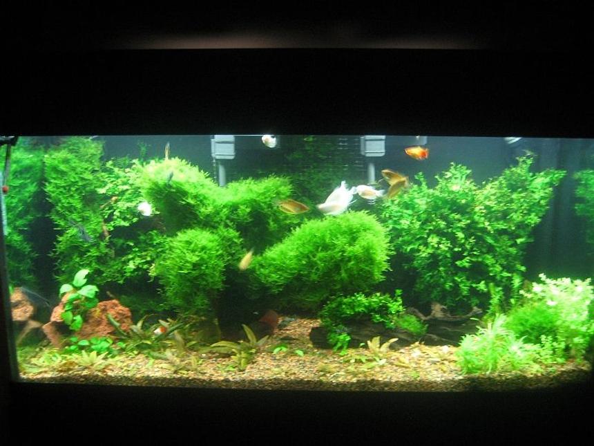 Rated #42: 90 Gallons Planted Tank - My fish tank as of Aug 19, 2008