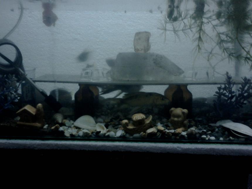 Rated #4331: 5 Gallons Freshwater Fish Tank - My new tank setup with 4 botttles as pillars for a sheet of plastic, semi precious stones on top of it!! the big crystal on top of the plastic is giving the rainbow effect when viewed from a particular angle with over head light!! and the tanks has about three patches of different substrates, one third with sand, one third with big gravels and the remaiing with micro gravels!! 

Fishes in the tank:
 2 koi Carp
2 tiger barb
2 black widow tetra
2 Auratus