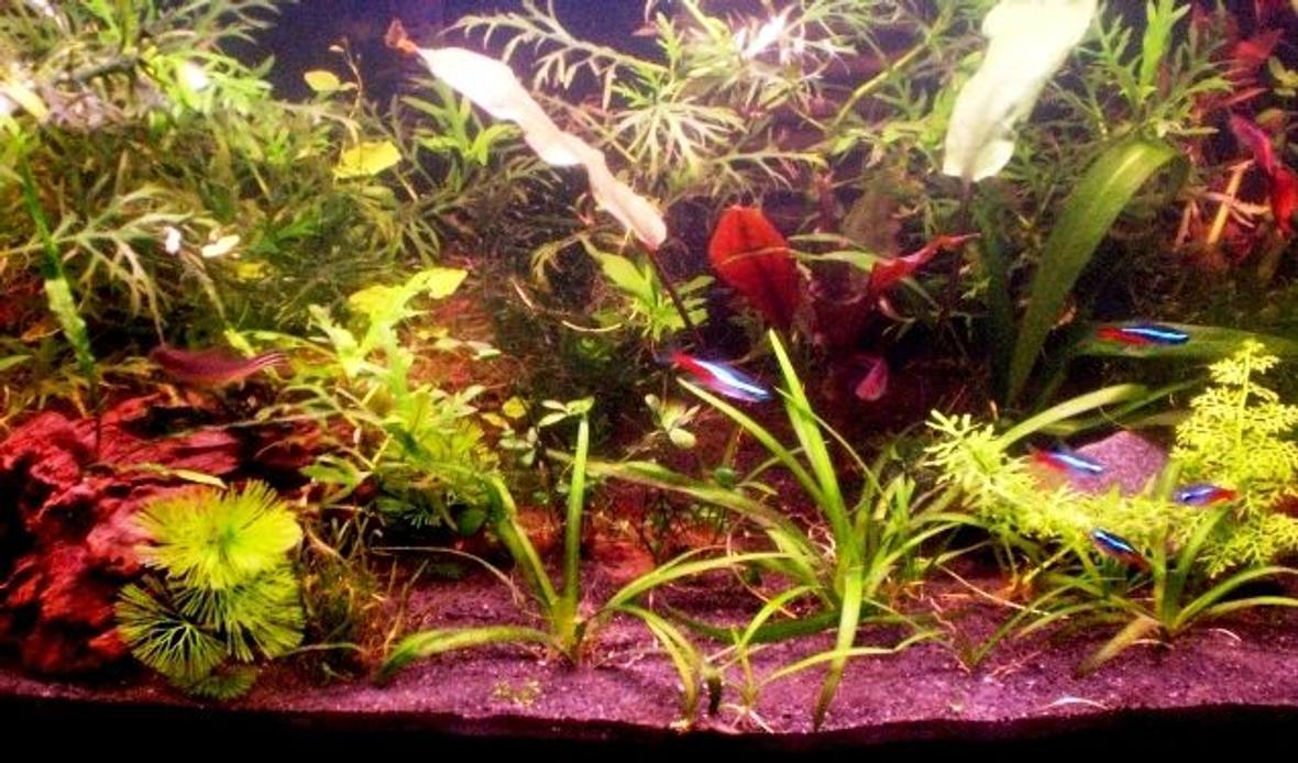 10 gallons planted tank (mostly live plants and fish) - 10 gallon tank