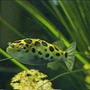 freshwater fish - tetraodon nigroviridis - green spotted puffer stocking in 125 gallons tank - Green spotted puffer