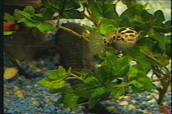 freshwater fish - tetraodon nigroviridis - green spotted puffer stocking in 125 gallons tank - Green spotted puffer and plecostomus