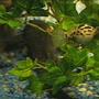 freshwater fish - tetraodon nigroviridis - green spotted puffer stocking in 125 gallons tank - Green spotted puffer and plecostomus