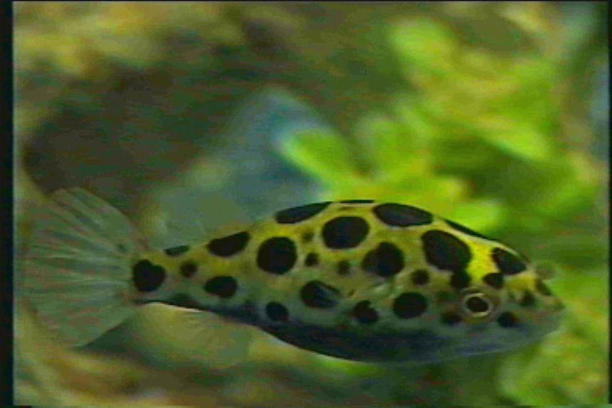 Rated #582: Freshwater Fish - Tetraodon Nigroviridis - Green Spotted Puffer Stocking In 125 Gallons Tank - Puffer
