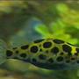 freshwater fish - tetraodon nigroviridis - green spotted puffer stocking in 125 gallons tank - Puffer